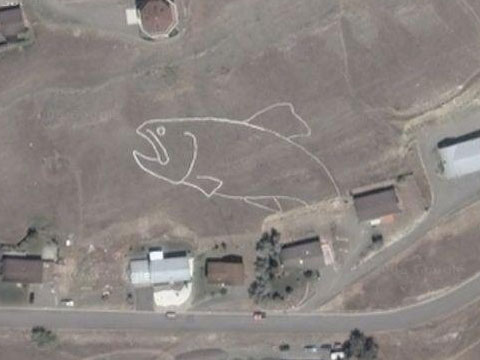 Google Earth上的一条大鱼