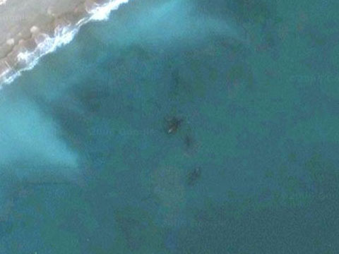 Google Earth上发现的鲸鱼