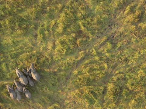 Google Earth下迁徙的大象
