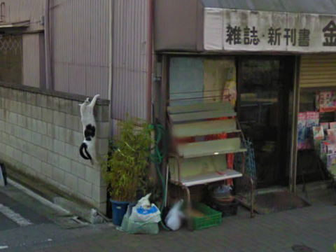 谷歌街景地图让一只东京白猫成名